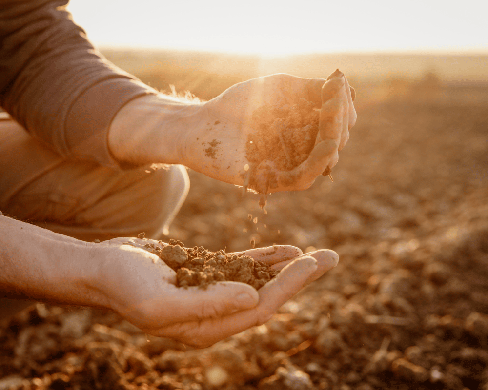 World Soil Day 2024: How the Construction Industry Can Lead in Sustainable Soil Management
